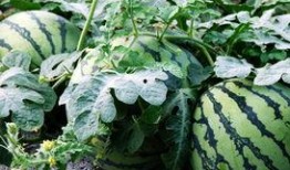 西瓜视频观观爆料箱,揭秘热门视频背后的故事与幕后花絮