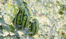 兴化网红吃瓜,揭秘网络红人的真实一面