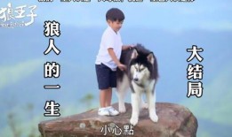 狼王子在线观看免费,免费在线观看，探寻神秘森林的奇幻之旅