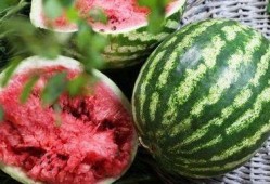 西瓜视频观观爆料箱,揭秘热门视频背后的故事与幕后花絮