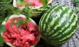 西瓜视频观观爆料箱,揭秘热门视频背后的故事与幕后花絮