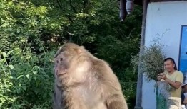 游客爆料猴子视频在线观看,在线观看惊现丛林奇观