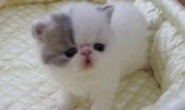 狗仔爆料加菲视频播放,加菲猫萌态视频走红网络