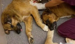 宠物安乐死娱乐吃瓜酱,娱乐吃瓜酱带你揭秘背后真相