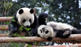 娱乐吃瓜酱功勋大熊猫,国宝传奇，熊猫界的明星风采