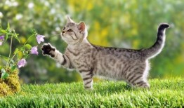 猫咪免费吃瓜视频大全,萌宠欢乐时光集锦