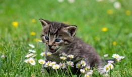 猫咪免费吃瓜视频大全,萌宠欢乐时光集锦