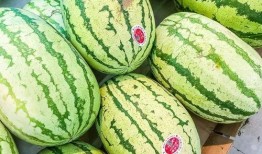 中卫网红怎么吃瓜,揭秘吃瓜达人如何玩转网络热点