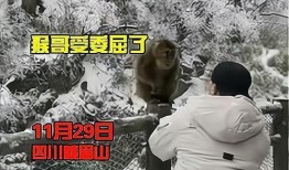 游客爆料猴子视频在线观看,在线观看惊现丛林奇观