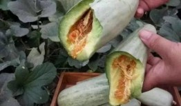 网红瓜孕妇可以吃吗,安全与禁忌揭秘