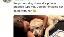 宠物安乐死娱乐吃瓜酱,娱乐吃瓜酱带你揭秘背后真相