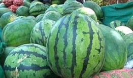 中卫网红怎么吃瓜,揭秘吃瓜达人如何玩转网络热点