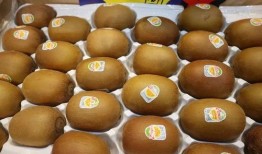 金果儿伦巴最新爆料,揭秘娱乐圈幕后真相