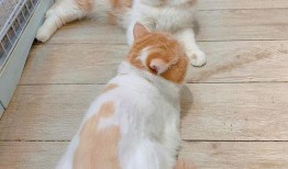 狗仔爆料加菲视频播放,加菲猫萌态视频走红网络