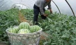 川美网红吃瓜,揭秘校园热点背后的故事