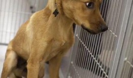 宠物安乐死娱乐吃瓜酱,娱乐吃瓜酱带你揭秘背后真相