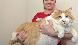 狗仔爆料加菲视频播放,加菲猫萌态视频走红网络