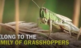 蝗虫大军在线观看,在线见证大自然的震撼力量