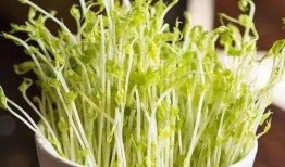 潮汕小豆苗爆料视频