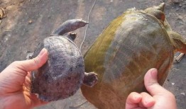 武汉偷甲鱼最新爆料,深夜盗猎者上演“水中盗宝”惊心动魄一幕