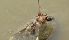 武汉偷甲鱼最新爆料,深夜盗猎者上演“水中盗宝”惊心动魄一幕