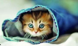 博士猫娱乐爆料是真的吗,真相揭秘，是真是假？