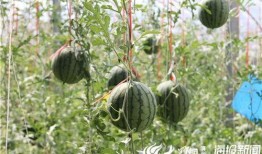 濮阳网红吃瓜事件视频,一场网络狂欢背后的真相揭秘