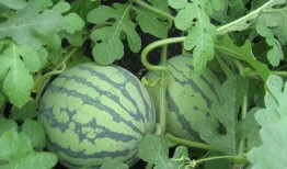 被人吃瓜的网红有哪些,盘点那些被热议的“瓜王”