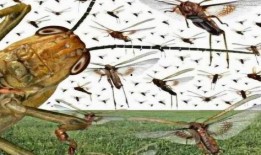 蝗虫大军在线观看,在线见证大自然的震撼力量